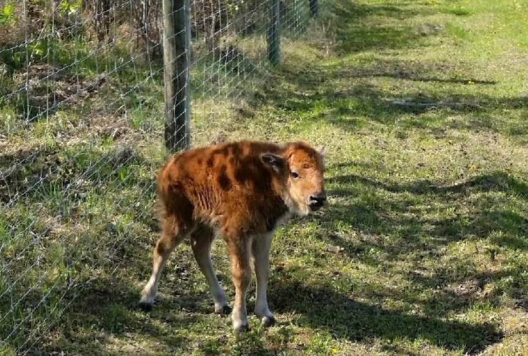 Fort McMurray, forest fires, climate change, bison