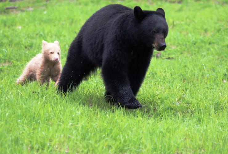 Black Bear, Whistler, cub