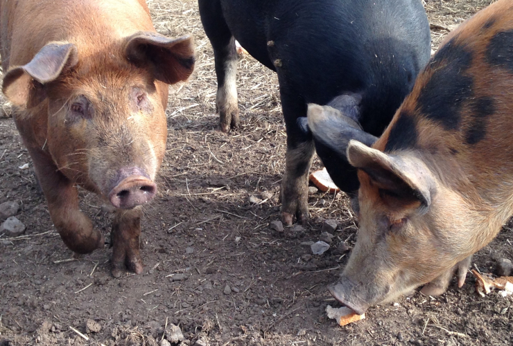 Cranogg Ales, beer, pigs, British Columbia, green, hops