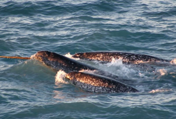 killer whale, narwhal, Arctic waters