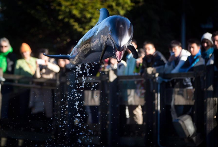 beluga, vancouver aquarium, ban