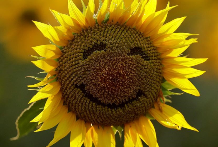 A smiley face is seen on a sunflower in a sunflower field in Lawrence, Kan. file photo Sept. 7, 2016.