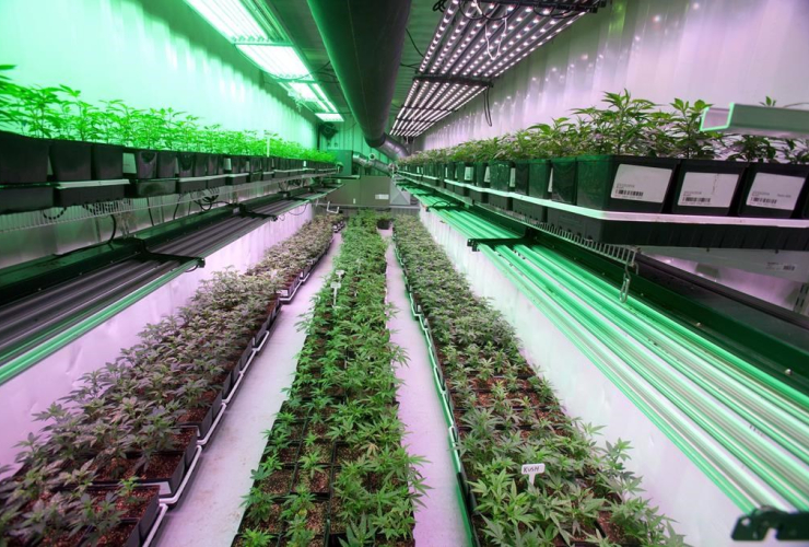 Growing cannabis plants intended for the medical marijuana market are shown at OrganiGram in Moncton, N.B., on April 14, 2016.