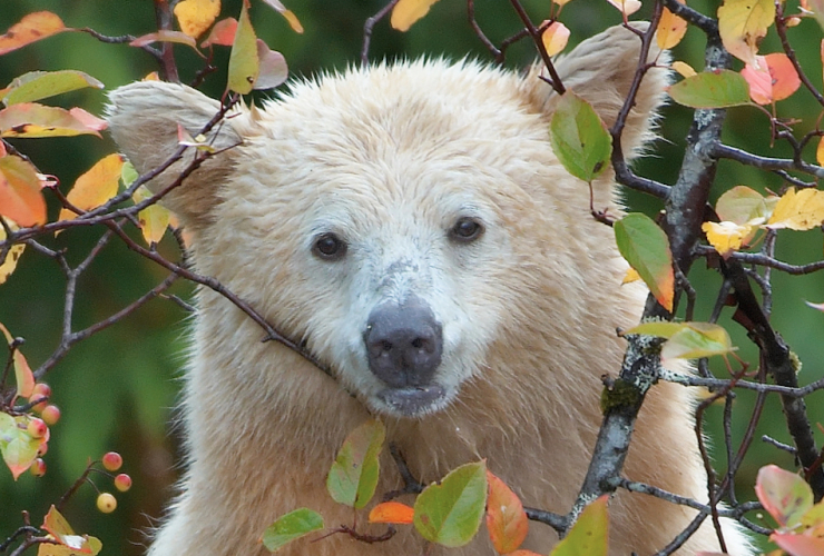 Kermode bear in crab tree by Brad Hill