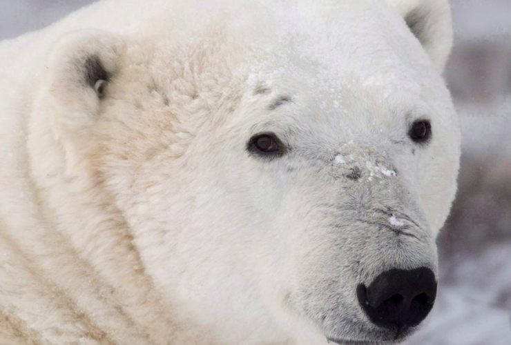 A polar bear sits along the shore of Hudson Bay near Churchill, Man. in a Wednesday, Nov. 7, 2007 