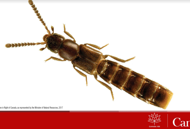 Canada 150, beetle, Natural Resources Canada, New Brunswick, entomology, A. canadensis