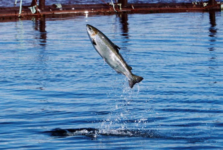 An Atlantic salmon leaps while swimming inside a farm pen near Eastport, Maine, Sunday, Oct. 12, 2008, in Eastport, Maine.