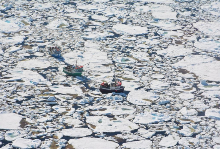 Boats are shown trapped in heavy ice off La Scie, Newfoundland in a handout photo from the Department of Fisheries and Ocean.