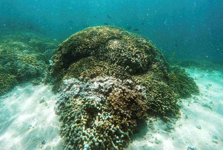 In this Oct. 26, 2015 file photo, fish swim over a patch of bleached coral in Hawaii's Kaneohe Bay off the island of Oahu. 