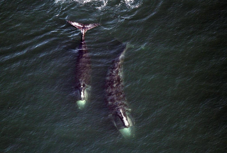 In this Feb. 14, 2017 photo provided by the Center for Coastal Studies, a pair of right whales feed just below the surface of Cape Cod Bay off shore from Provincetown, Mass.