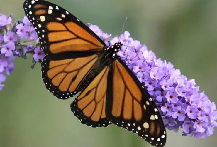 Monarch butterfly, endangered species, pollinator