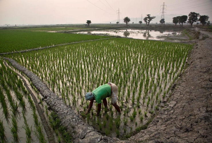 Indian farmer, paddy field, Roja Mayong, village, Gauhati, India,