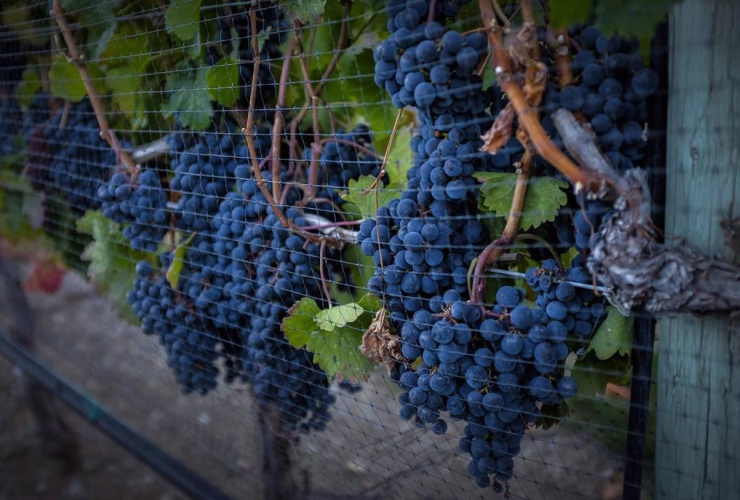 grapes, wine, British Columbia, NAFTA, Canada, United States