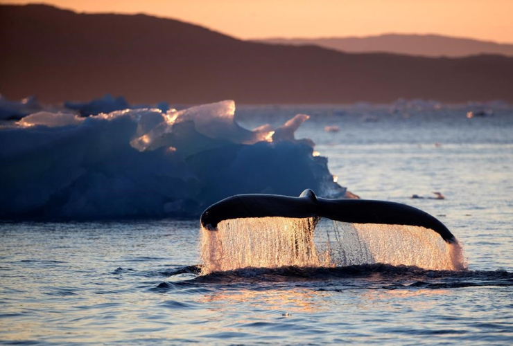 humpback whale, swimming, Nuup Kangerlua Fjord, Nuuk, Greenland