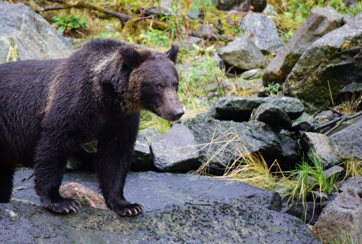 grizzly bear, Great Bear Rainforest, conservation, British Columbia, cub of the year