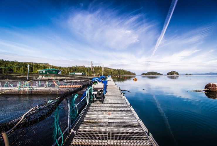 Alert Bay, salmon farming