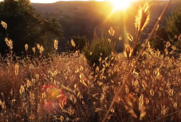 Wheat, Simien Mountains, Ethiopia, Plants