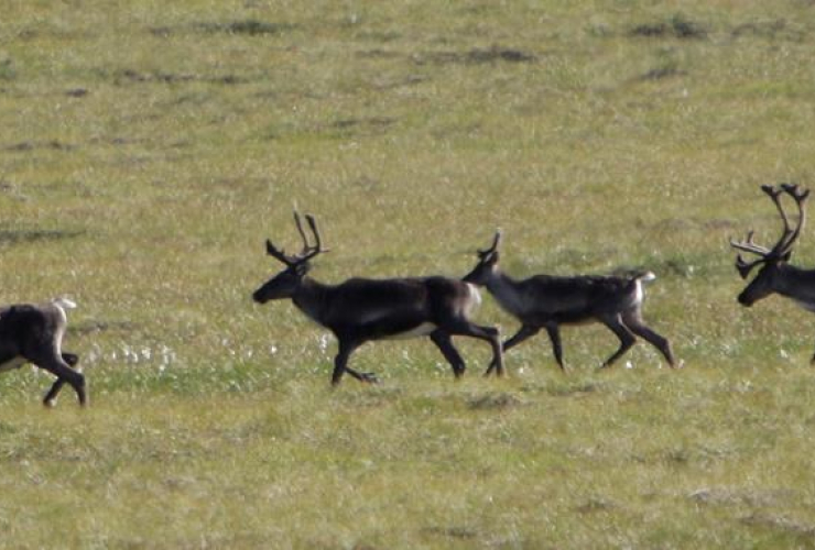 caribou, Porcupine River, Tundra, Yukon, 