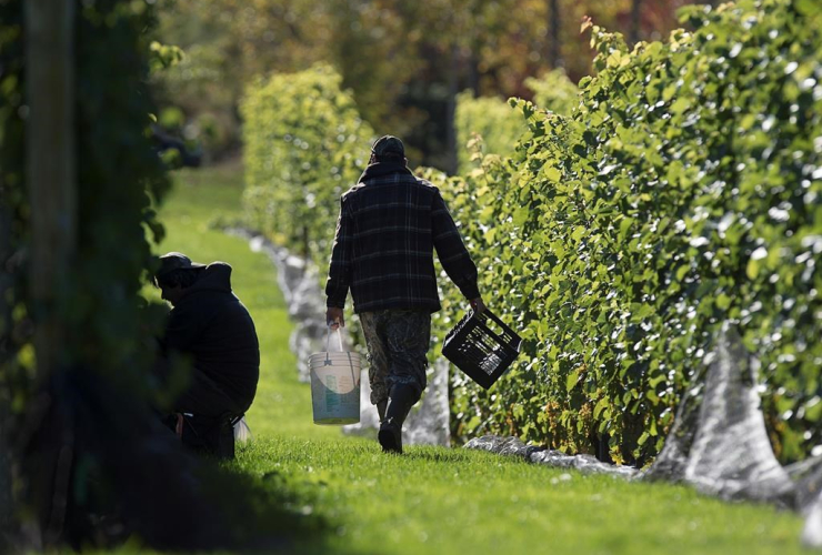 Workers, grapes, Luckett Vineyards, Wallbrook, 