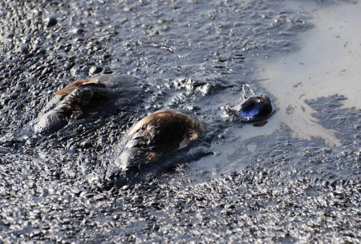 Dead mallard drakes on Syncrude's Aurora tailings pond. Photo: Todd Powell, Alberta Fish and Wildlife