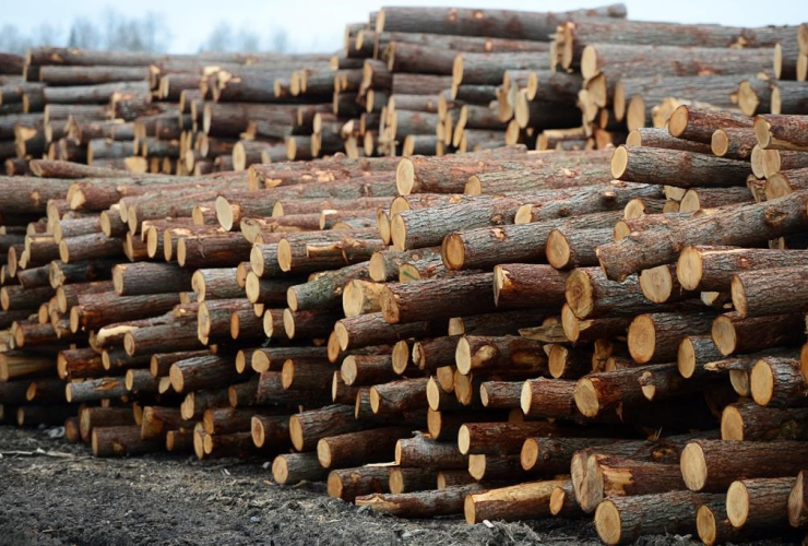 Logs, stacked, Murray Brothers Lumber Company, woodlot, Madawaska, Ontario,