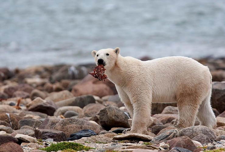 polar bear, eats, whale meat, shore, Hudson Bay, Churchill, 