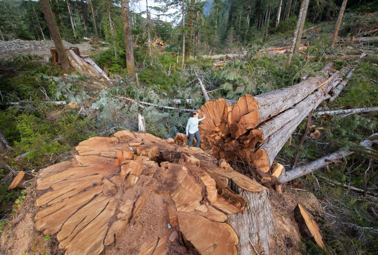 Ancient Forest Alliance campaigner Andrea Inness sits next to a massive 4.3-metre or 14-foot-wide western redcedar in the Nahmint Valley near Port Alberni. Photo by TJ Watt