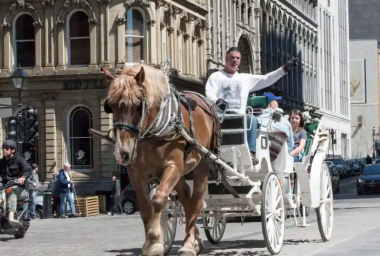 Caleches, Montreal, horse-drawn carriage, animal welfare, tourism, animal cruelty