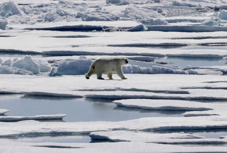 polar bear, sea ice, floating, Victoria Strait, Canadian Arctic Archipelago,