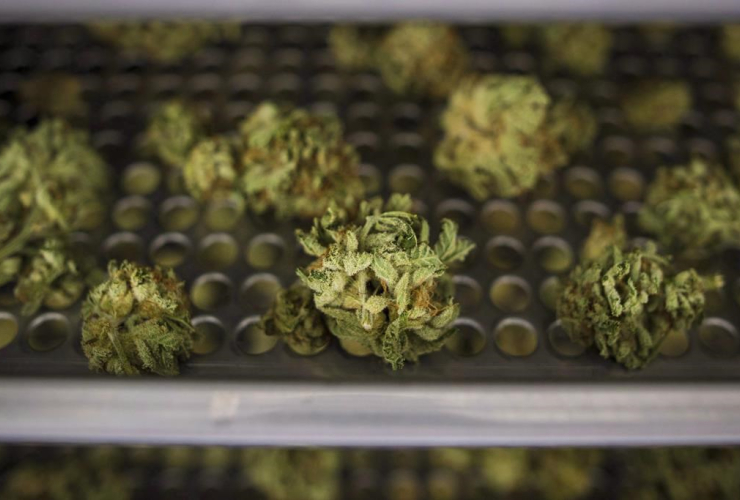 Cannabis buds, drying rack, CannTrust Niagara Greenhouse Facility, Fenwick,