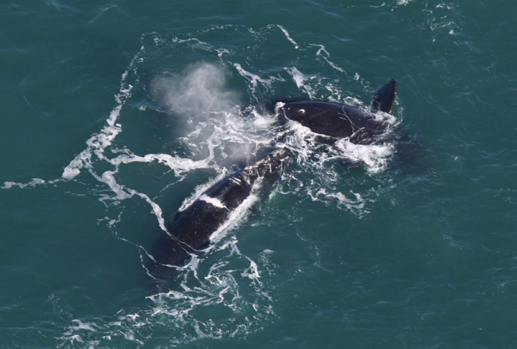 Right whales, Center for Coastal Studies, 