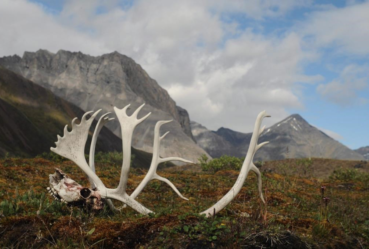 National Park Service, male caribou antlers, Oolah Valley, 