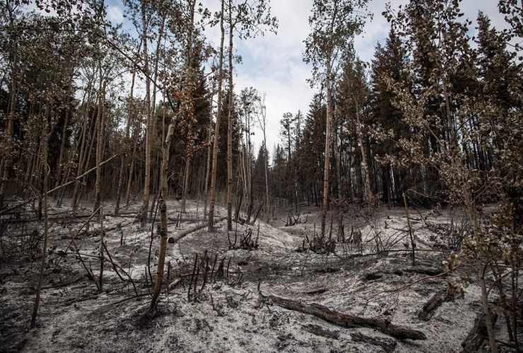 Ash, Shovel Lake wildfire, Fort Fraser,