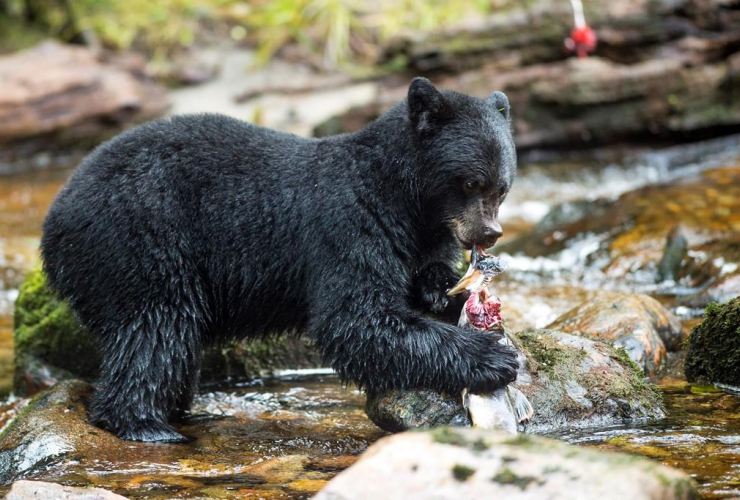  black bear, 