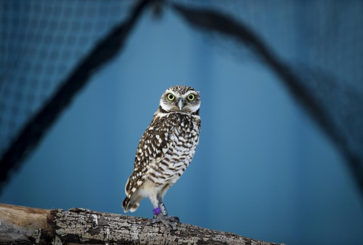 Burrowing Owl, Calgary Zoo Conservation Centre, Calgary, Alta.,