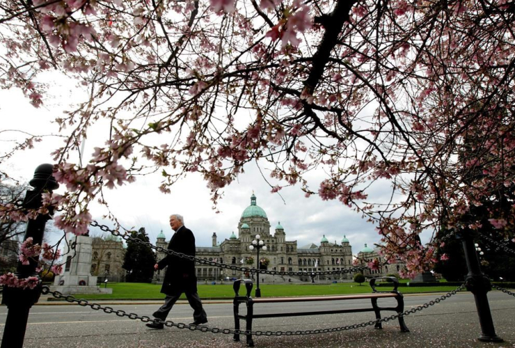 British Columbia Legislature, cherry blossoms, Victoria,