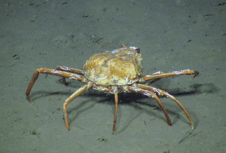 Tanner crab, Barkley Canyon, northeast Pacific Ocean,