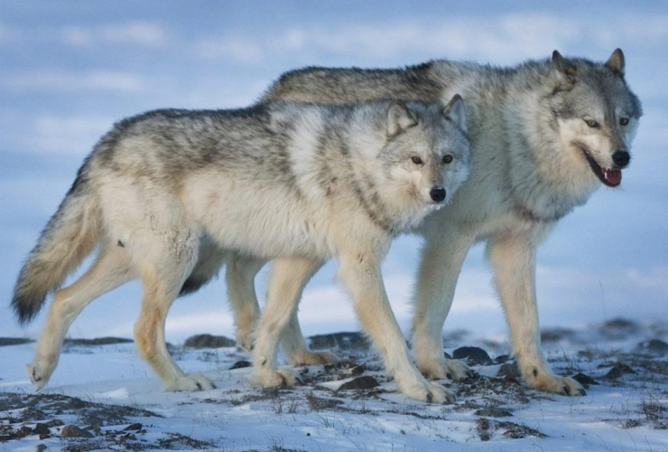 female wolf, male wolf, tundra, Meadowbank Gold Mine, Nunavut Territory, 