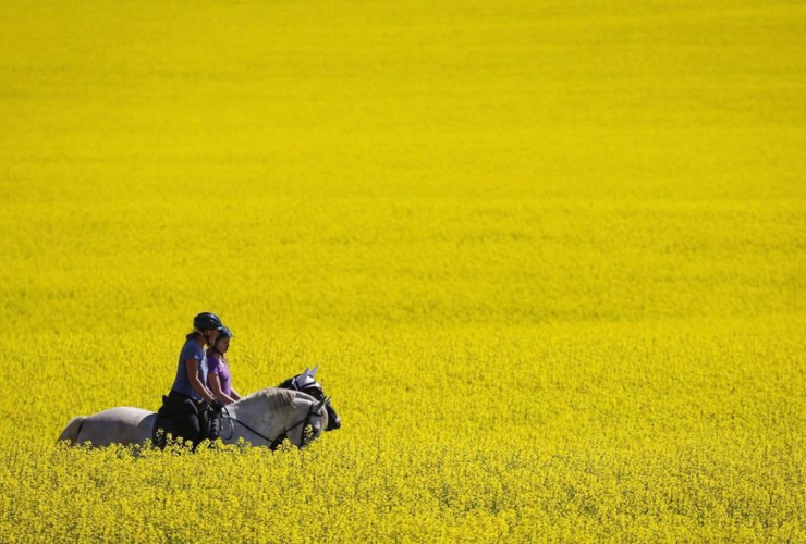 Riders, horses, canola field,