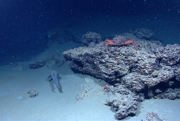 marine snow, seafloor, Gulf of Mexico, NOAA, Okeanos Explorer Program, 