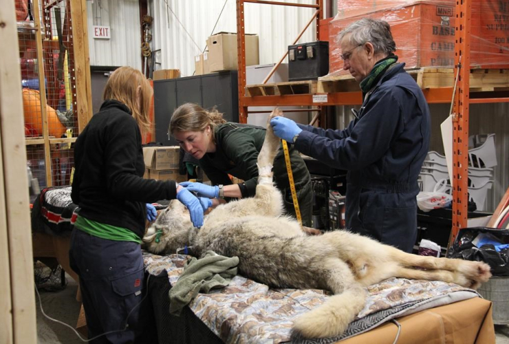 Workers, wolf, Michipicoten Island,