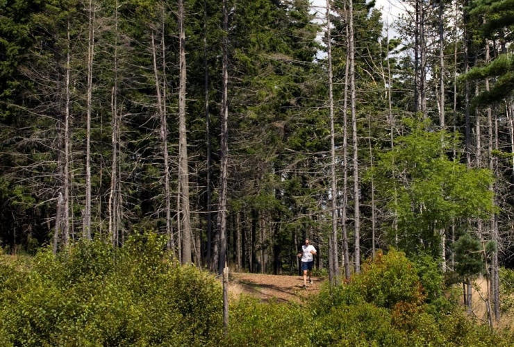 runner, Point Pleasant Park, Halifax, 