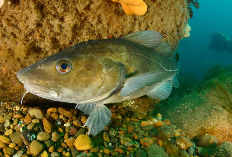 Atlantic cod,