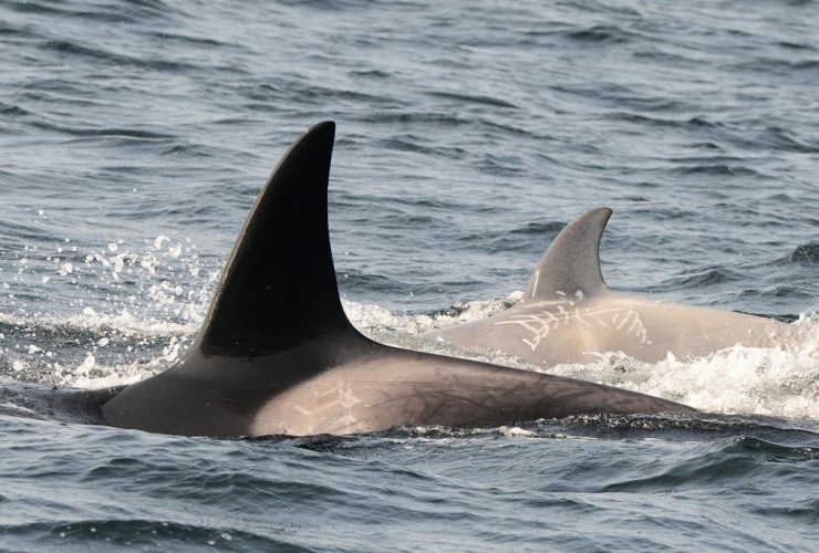 white killer whale, 