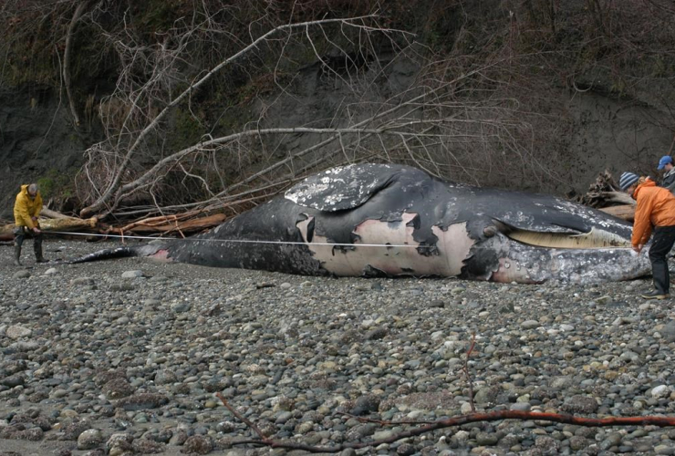 dead grey whale,