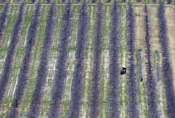 Workers, prune, fruit trees, Pereaux, 