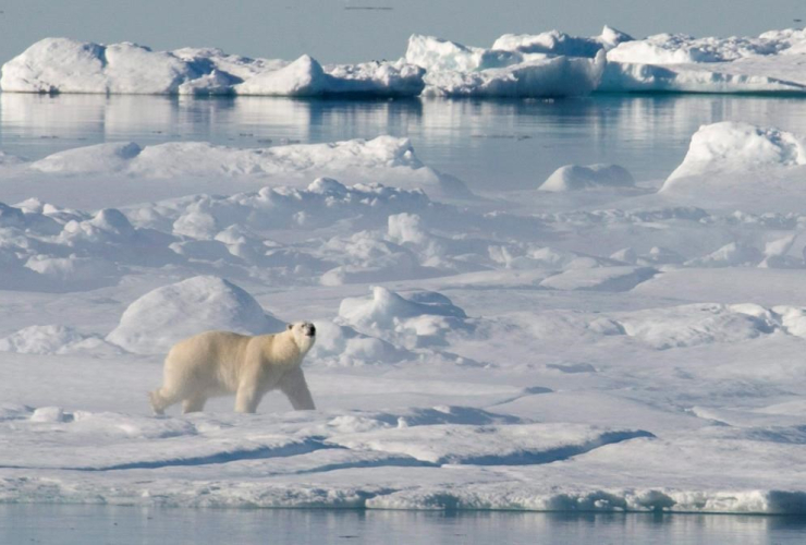 polar bear, ice flow, Baffin Bay,