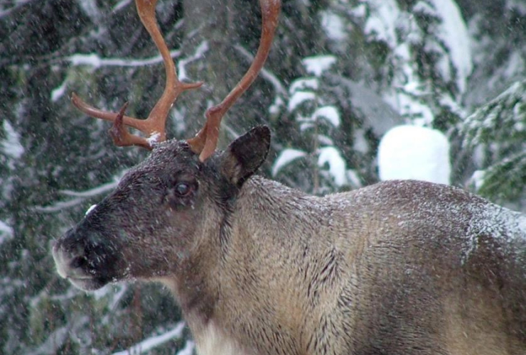 Southern Selkirk caribou herd,