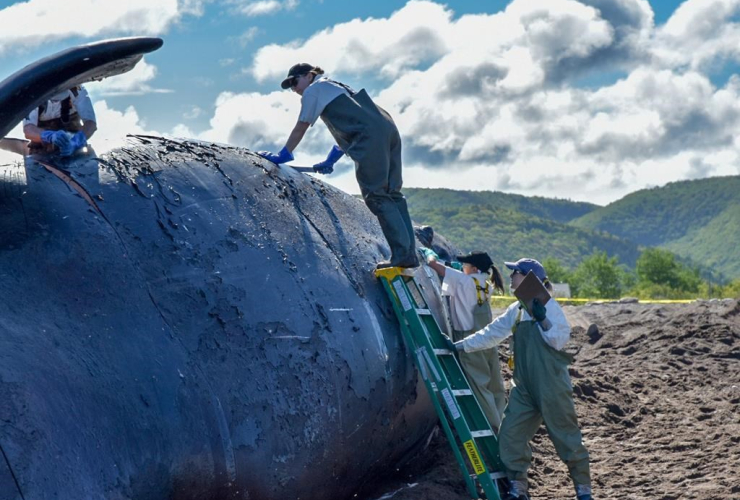 female whale, Punctuation, Petit Etang, Atlantic Veterinary College, carcass, 