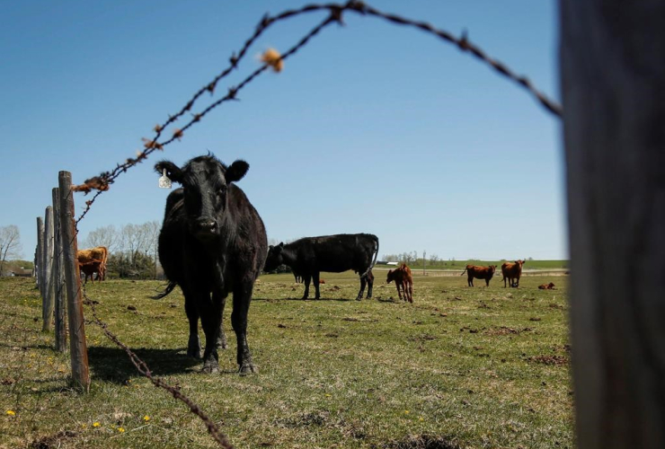 cow, pasture, ranch, Cremona